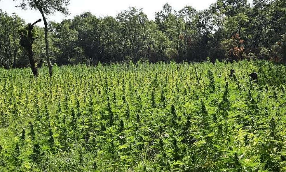 Κρήτη: Δεν έχουν τέλος οι χασισοφυτείες στον Μυλοπόταμο!